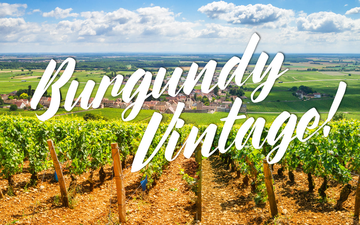 What is Burgundy Wine? My 2019 Burgundy Vintage