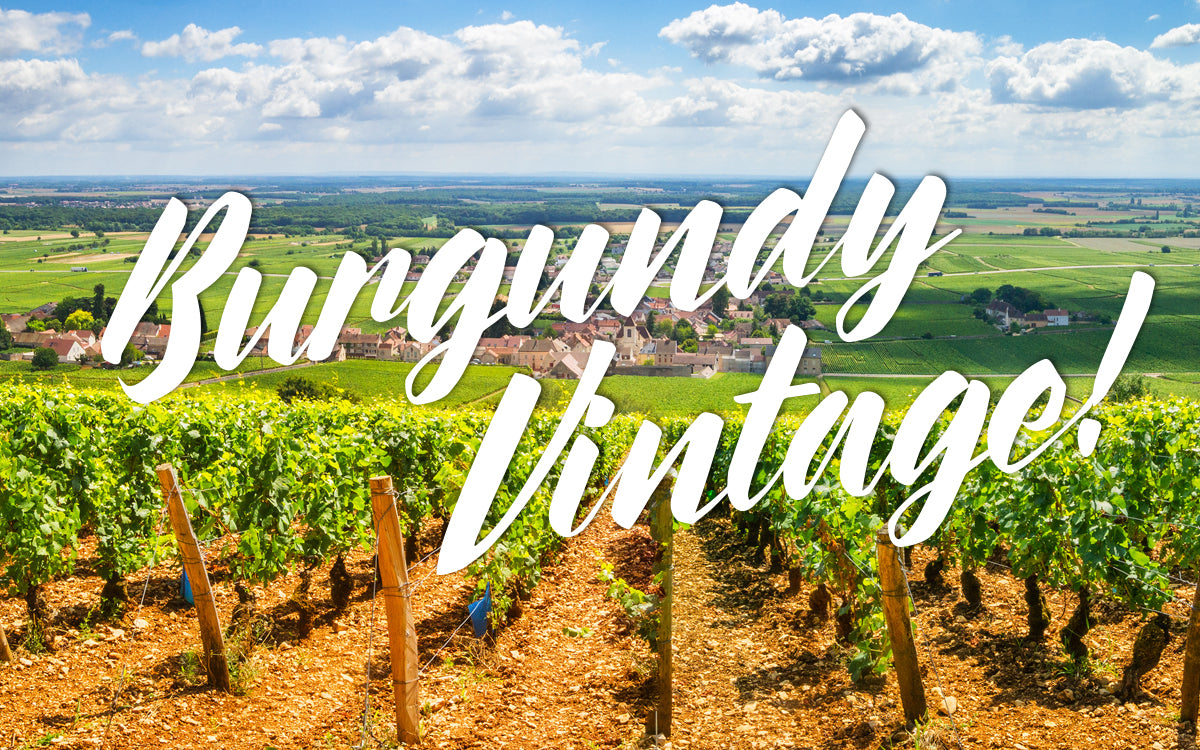 What is Burgundy Wine? My 2019 Burgundy Vintage
