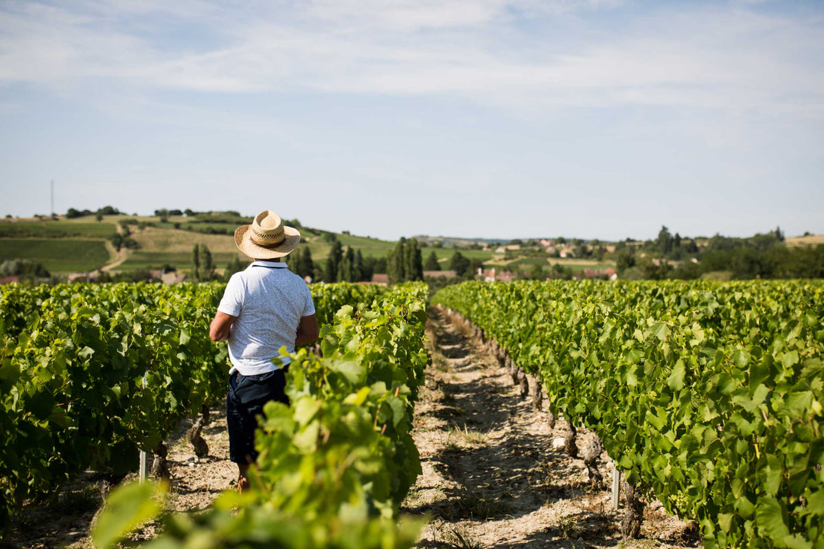 Chapelle de Blagny Sous le Dos d’Âne 2023: a rare Premier Cru red