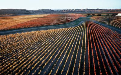 Saumur-Champigny region explained