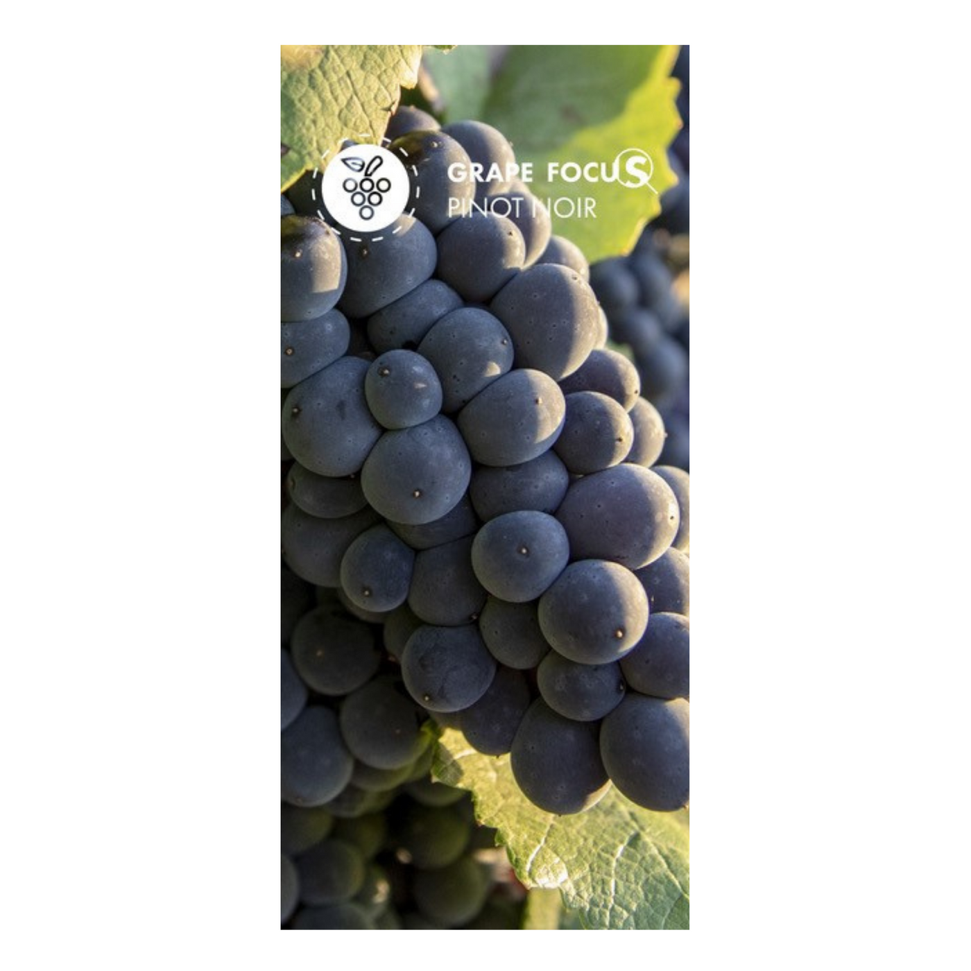 Grape Focus - Pinot Noir Mix 6